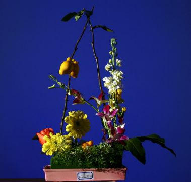 Fruits, fleurs, mousses peuvent composer l‘ikebana traditionnel