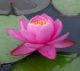 le lotus symbole bouddhique